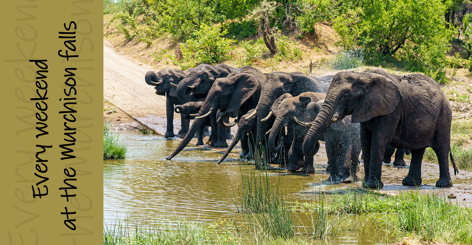 Murchison falls national park